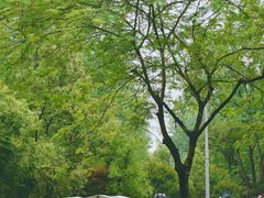 -合肥滨湖国家森林公园