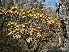 -玉渡山自然风景区