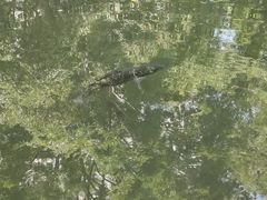 -温江公园