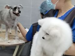 -宠福鑫康馨动物医院·骨科·眼科