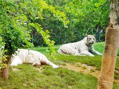 -北京野生动物园