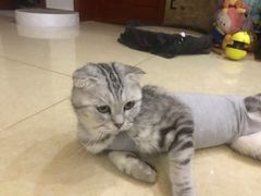 -关爱宠物医院·猫科中心·消化科(滨湖万达分院)