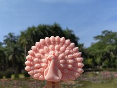 -中国科学院西双版纳热带植物园