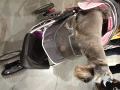 2013年国际宠物犬展博览会-东浩兰生上海世博展览馆