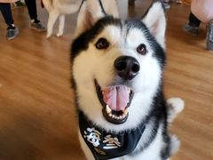 -Husky Go! 哈士奇体验馆·宠物咖啡厅狗咖