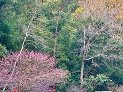 -鼓岭旅游度假区