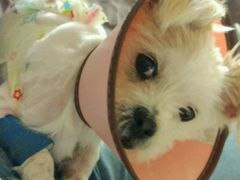 -米苏动物医院·犬猫专科·骨科外科内窥镜