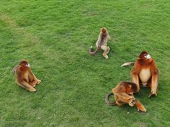 -西霞口神雕山野生动物世界