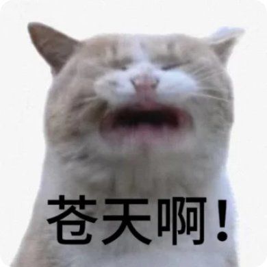 猫咪表情包大放送