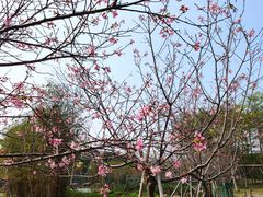-天适樱花悠乐园