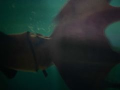 -贝壳梦幻世界