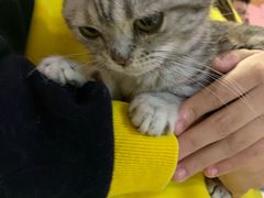 -三花喵·撸猫购宠·宠物生活馆(虹桥南丰城店)