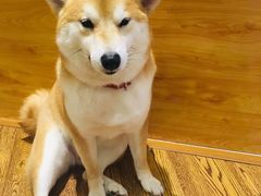 -柴务处·柴犬主题狗咖