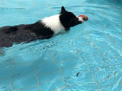 -趣玩宠物乐园寄养训犬训狗游泳池