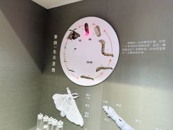 -太湖雪蚕桑文化园