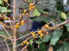 -豆舞咖啡(民乐路店)