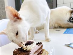 -喵的天空名猫咖啡馆·撸猫·猫舍·用品