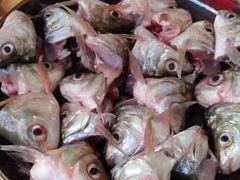 -章记正宗南岗鱼蛋火锅