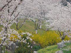 -羊山湖公园