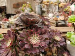 -桂林市花鸟市场