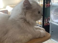 -泰国佛·塔罗·泰牌狐仙古曼