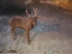 -清迈夜间动物园