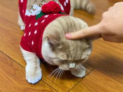 -东方名猫馆·英短金渐层布偶猫舍(环线广场1号楼店)