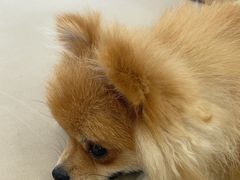 -怪兽屋·羊驼·猫咖·狗咖(俊华广场店)