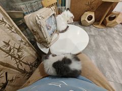 -楼上猫咖(罗湖店)