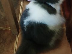 -李小姐の猫咖啡馆(五角场店)