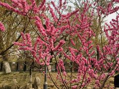 -桃花堤公园