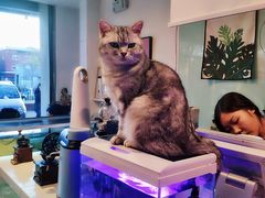 -平行世界·猫咖(首经贸店)