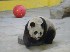 -杭州野生动物世界