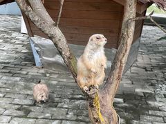 -成都松鼠部落