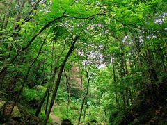 -素山寺森林公园