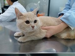 -瑞派名望志远动物医院·猫科·內科·异宠专科(直港大道店)