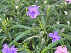 -广东花都湖国家湿地公园