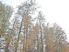 -番禺大夫山森林公园