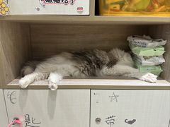-藏猫猫咖啡主题馆(中央大道店)