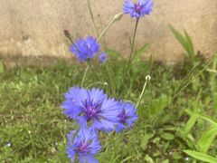 -武汉紫薇都市田园