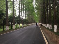 -黄海国家森林公园