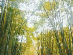 -大屏嶂森林公园