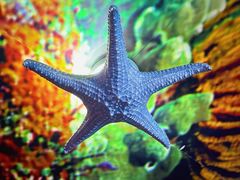 -太平洋海底世界