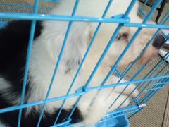 -翊宠yipet猫狗购宠庄园犬舍•猫舍