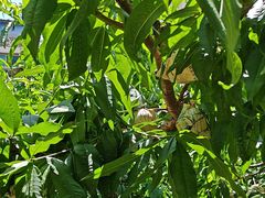 -老袁家蜜桃农场·阳山水蜜桃