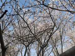 -桃花堤公园