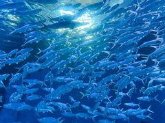 -海合安武汉极地海洋公园