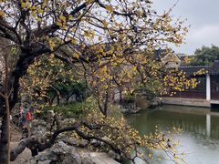 -艺圃