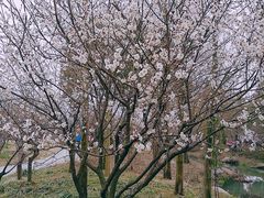 -香雪海