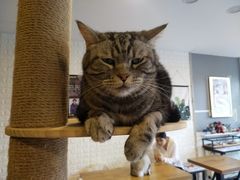 -平行世界·猫咖(首经贸店)